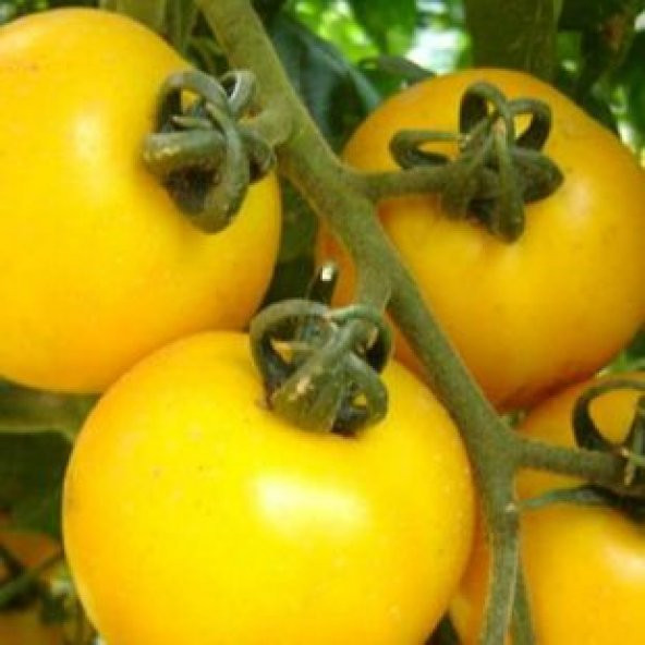 İthal Cherry Sarı Domates Tohumu Ekim Seti - Resim 4