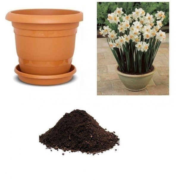 Nergiz Tohumu Ekim Seti