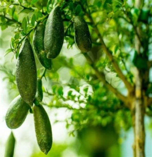 Nadir İthal Parmak Limon Tohumu Ekim Seti - 4