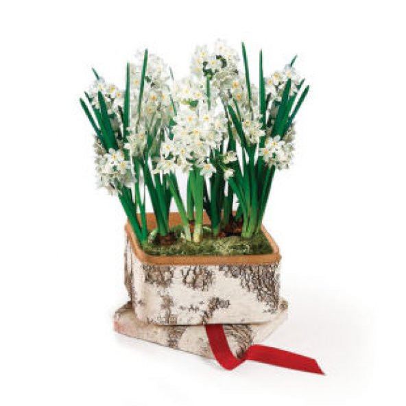 Nergiz Tohumu Ekim Seti - 2