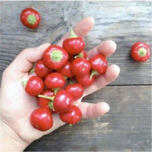 Nadir Acı Yakan Top Süs Biberi Tohumu Ekim Seti - Resim 3