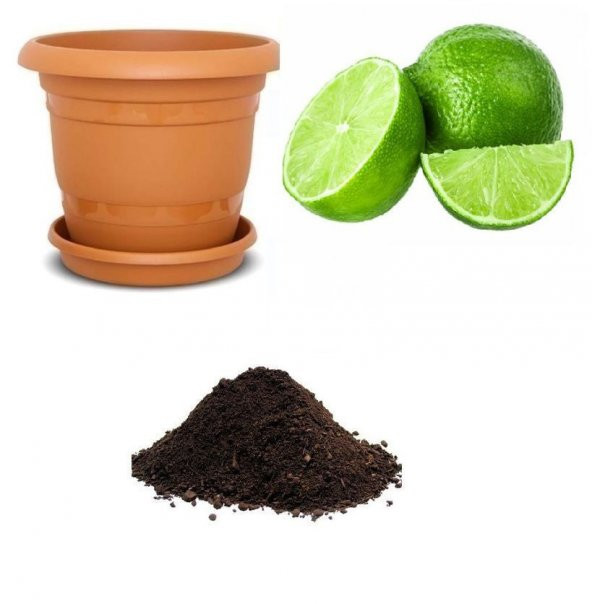 Nadir İthal Lime Tohumu Ekim Seti