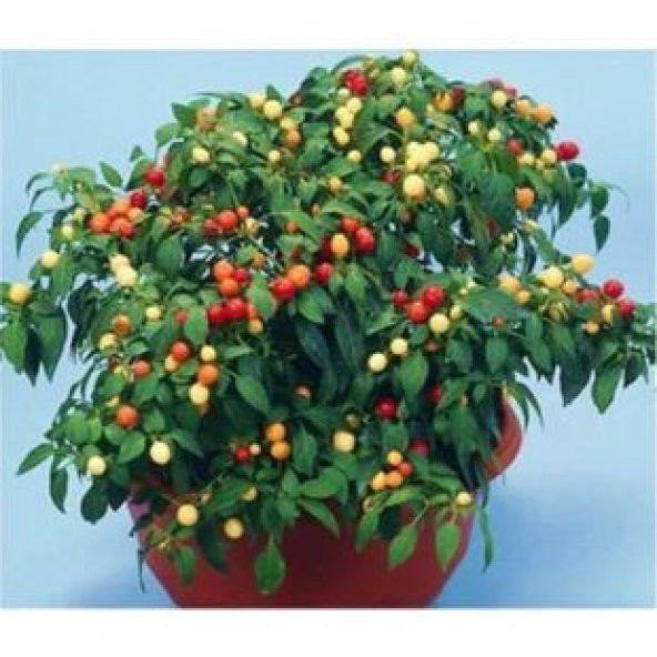 Nadir Acı Yakan Top Süs Biberi Tohumu Ekim Seti - Resim 4