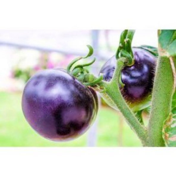 Nadir İthal Mor Domates Tohumu Ekim Seti - Resim 3