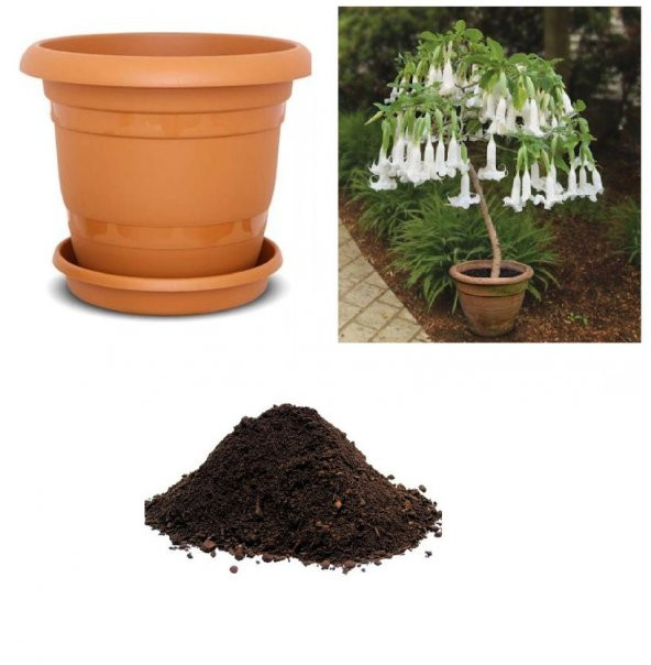 İthal Beyaz Angel Trumpet Tohumu Ekim Seti