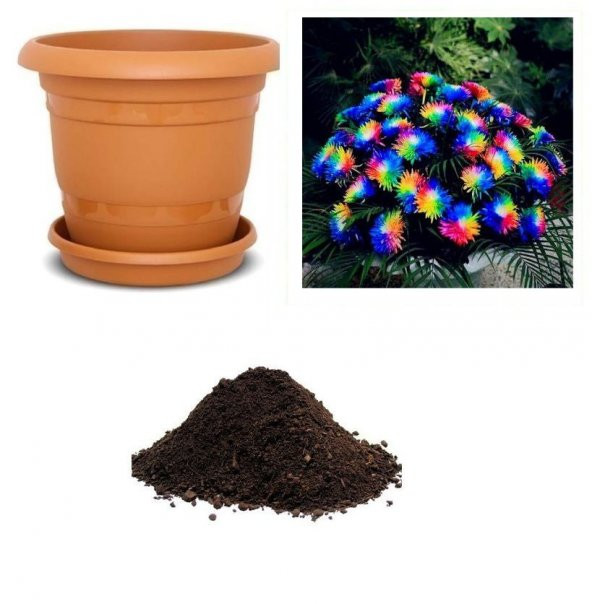 Çok Nadir Himalaya Orkide Çiçeği Tohumu Ekim Seti