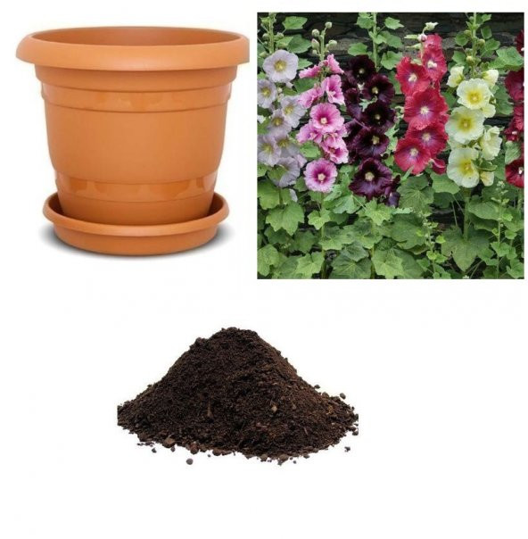 4 Farklı Renk Hatmi Çiçeği Tohumu Ekim Seti