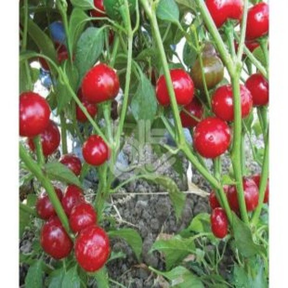 Nadir Acı Yakan Top Süs Biberi Tohumu Ekim Seti - Resim 5