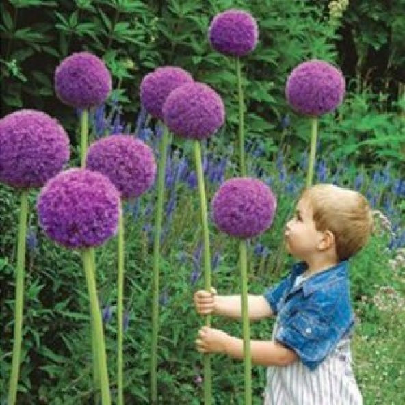 Dev Allium Tohumu Ekim Seti - 2