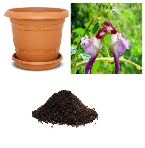 Çok Nadir Yeni Zellanda Kuş Orkide Çiçeği Tohumu Ekim Seti