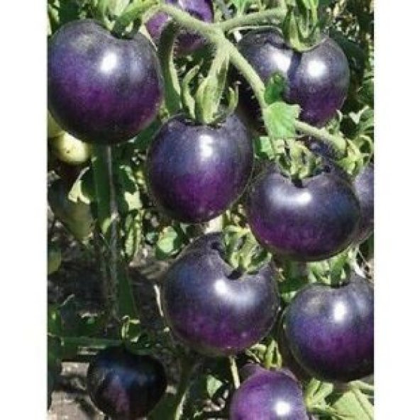 Nadir İthal Mor Domates Tohumu Ekim Seti - Resim 4