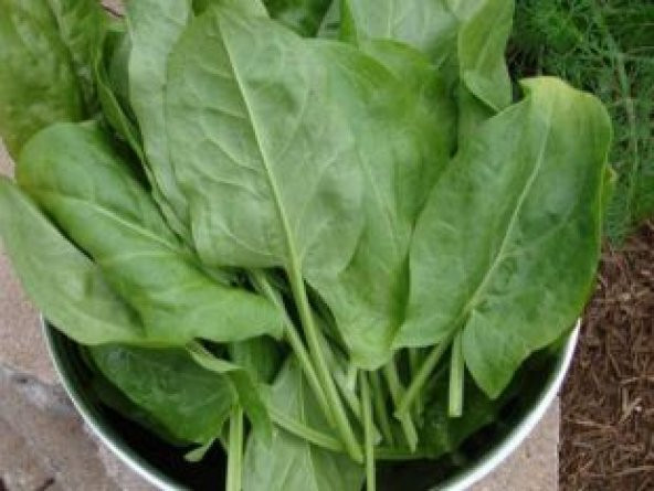 Ekşi Otu Tohumu Ekim Seti - Resim 4