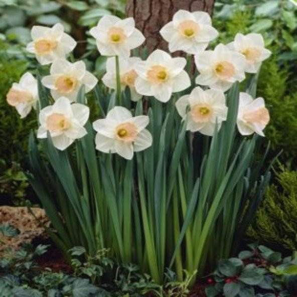 Nergiz Tohumu Ekim Seti - 5