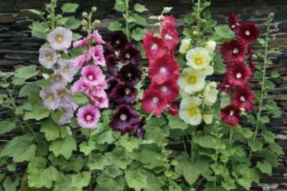 4 Farklı Renk Hatmi Çiçeği Tohumu Ekim Seti - 2