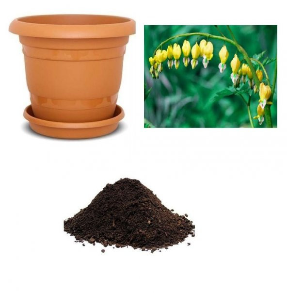 İthal Sarı Dicentra Çiçeği Tohumu Ekim Seti