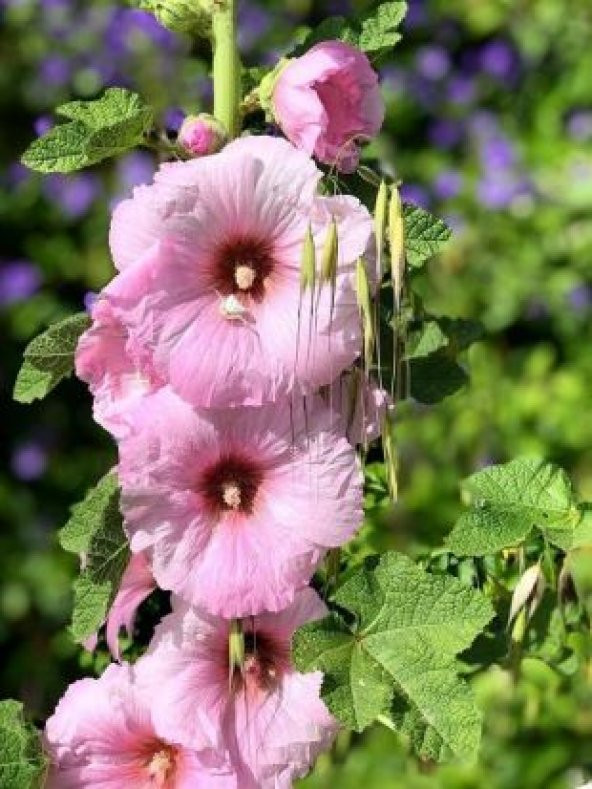 4 Farklı Renk Hatmi Çiçeği Tohumu Ekim Seti - 3