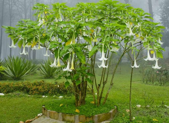 İthal Beyaz Angel Trumpet Tohumu Ekim Seti - Resim 4