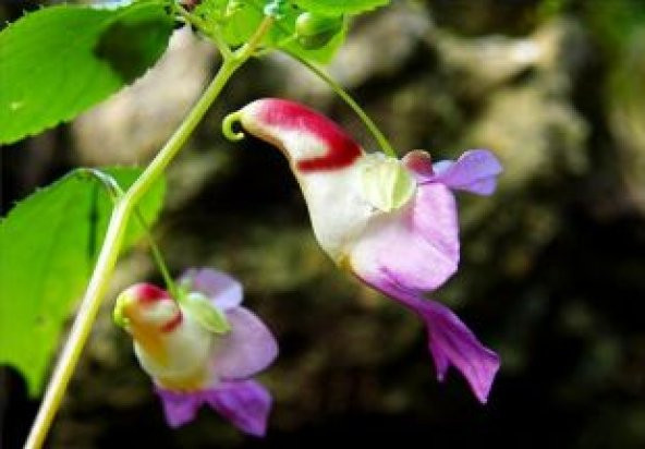 Çok Nadir Yeni Zellanda Kuş Orkide Çiçeği Tohumu Ekim Seti - 3