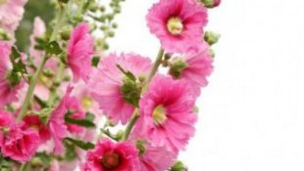 4 Farklı Renk Hatmi Çiçeği Tohumu Ekim Seti - 4