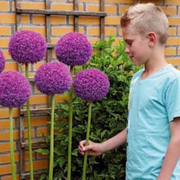 Dev Allium Tohumu Ekim Seti - 5