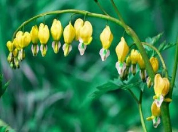 İthal Sarı Dicentra Çiçeği Tohumu Ekim Seti - 2