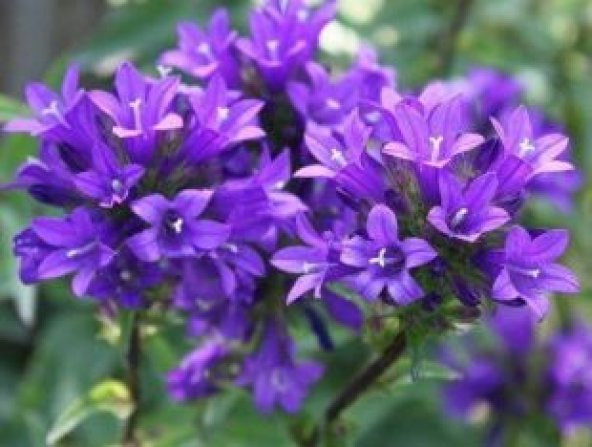 Mor Çan Çiçeği Tohumu Ekim Seti - 4