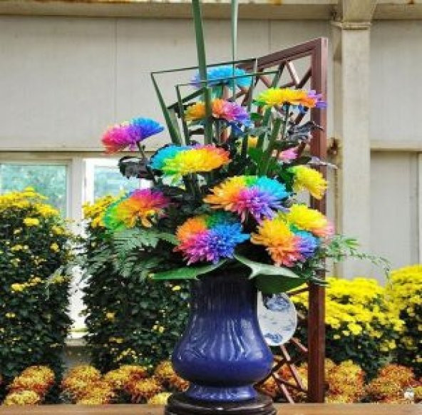 Çok Nadir Himalaya Orkide Çiçeği Tohumu Ekim Seti - 5