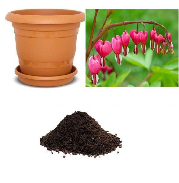 İthal Pembe Dicentra Çiçeği Tohumu Ekim Seti