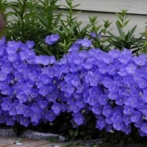 Mor Çan Çiçeği Tohumu Ekim Seti - 5