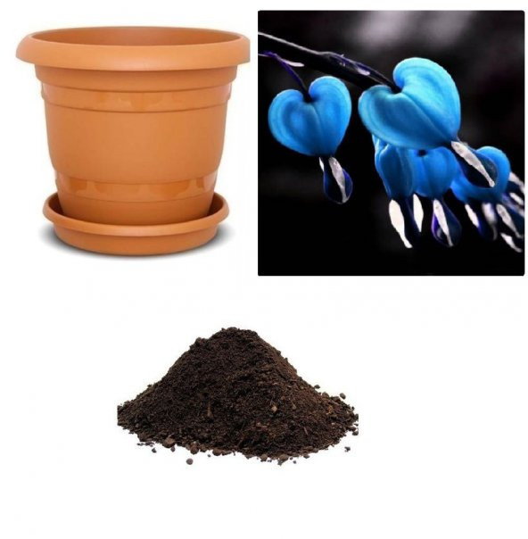 İthal Mavi Dicentra Çiçeği Tohumu Ekim Seti