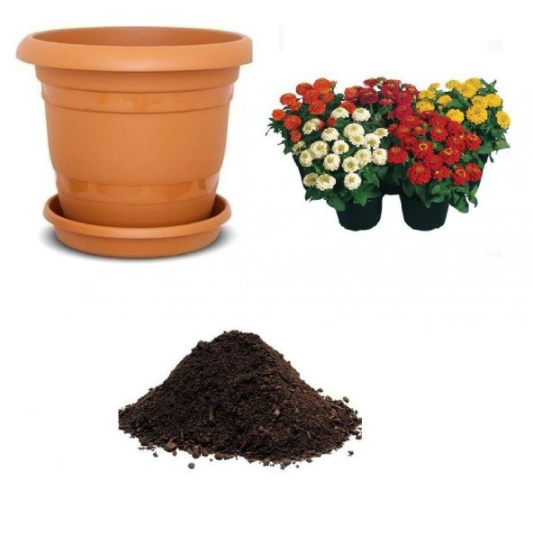 Karışık Zinna Çiçeği Tohumu Ekim Seti Tohum