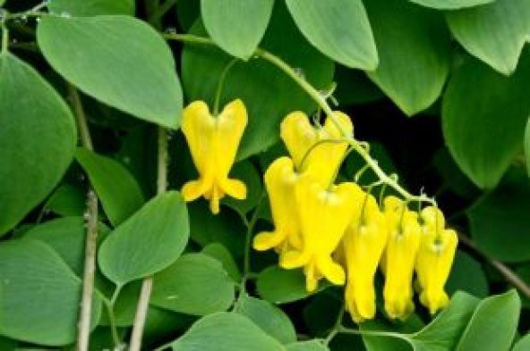 İthal Sarı Dicentra Çiçeği Tohumu Ekim Seti - 5