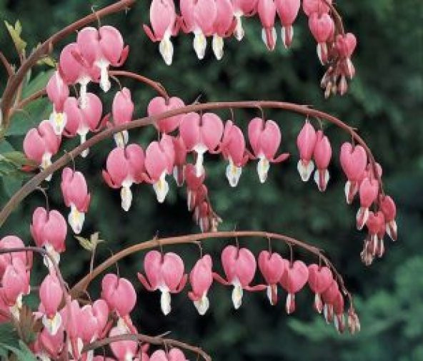 İthal Pembe Dicentra Çiçeği Tohumu Ekim Seti - 4