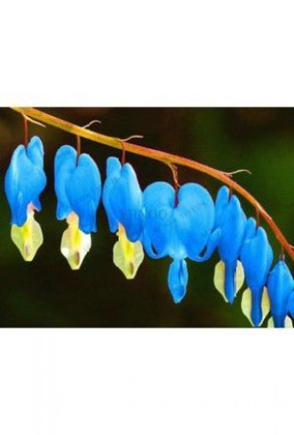 İthal Mavi Dicentra Çiçeği Tohumu Ekim Seti - 4