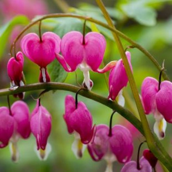 İthal Pembe Dicentra Çiçeği Tohumu Ekim Seti - 5