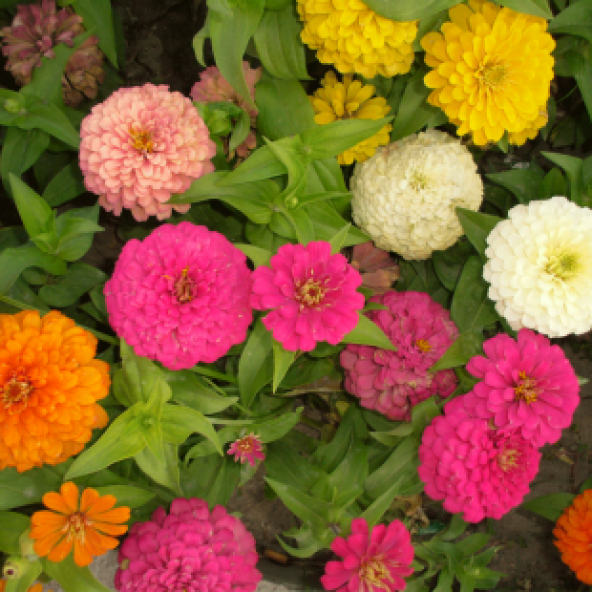 Karışık Zinna Çiçeği Tohumu Ekim Seti Tohum - 3