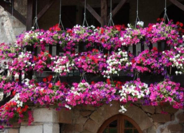 Karışık Alisyum Çiçeği Tohumu Ekim Seti - 3