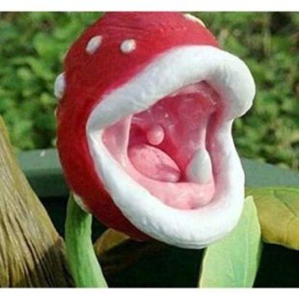 İthal Sinek Kapan Bitki Çiçeği Tohumu Ekim Seti - 2