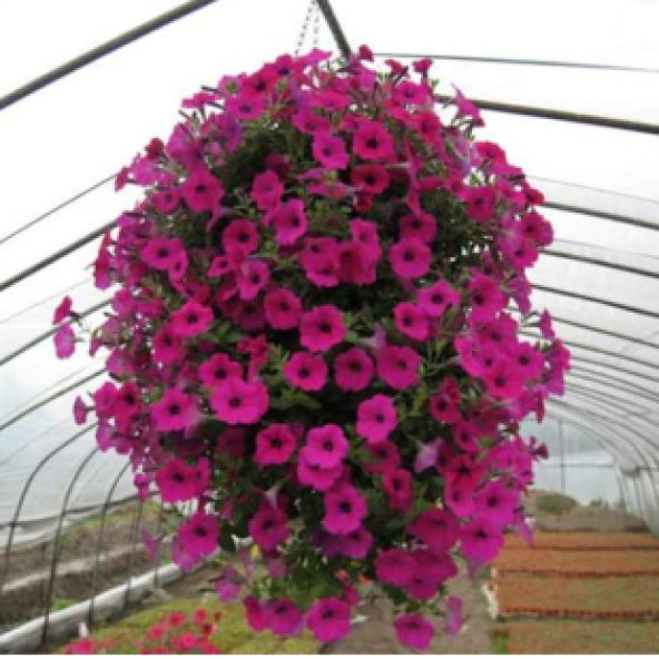 Karışık Alisyum Çiçeği Tohumu Ekim Seti - 4