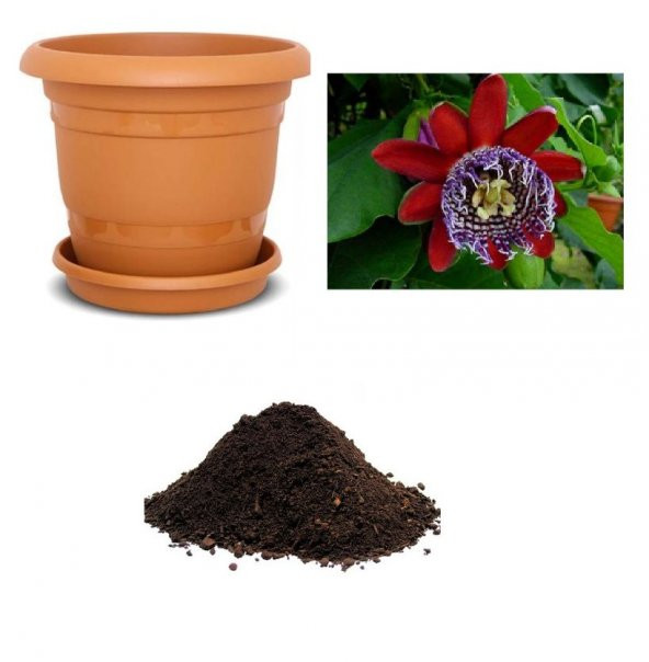 İthal Passiflora Quadrangularis Tohumu Ekim Seti