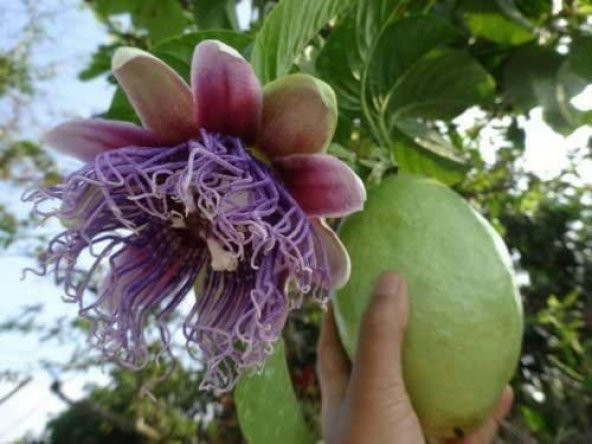 İthal Passiflora Quadrangularis Tohumu Ekim Seti - 4
