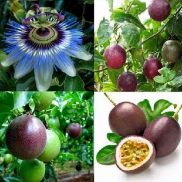 İthal Passiflora Tohumu Ekim Seti - 4