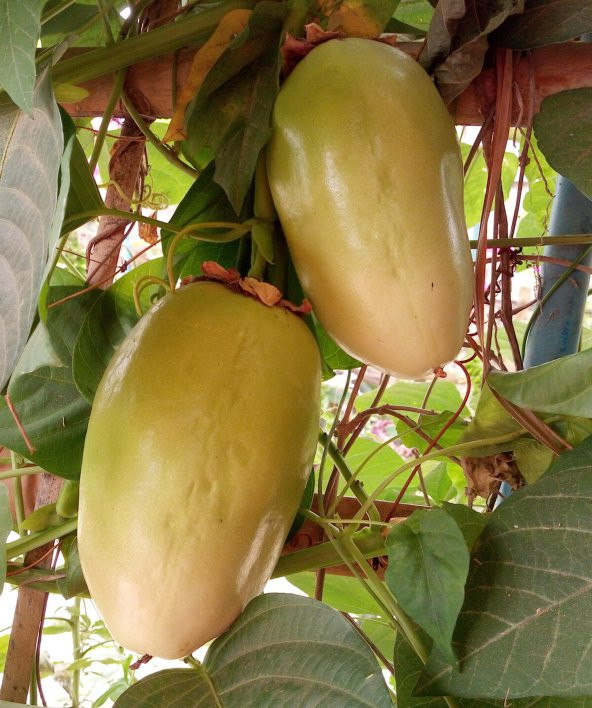 İthal Passiflora Quadrangularis Tohumu Ekim Seti - 5