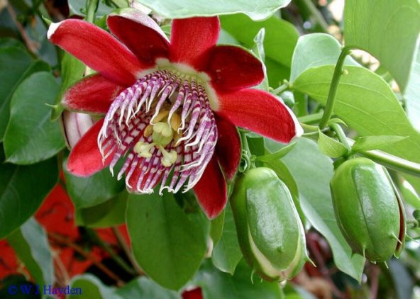 İthal Passiflora Quadrangularis Tohumu Ekim Seti - 6