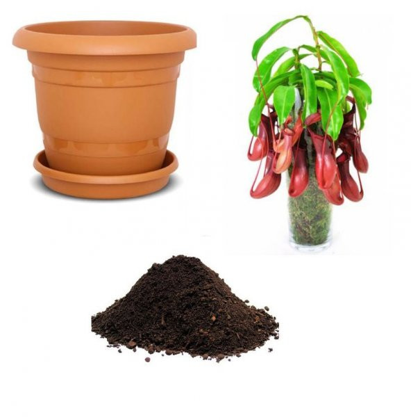 İthal Nepenthes Tohumu Ekim Seti