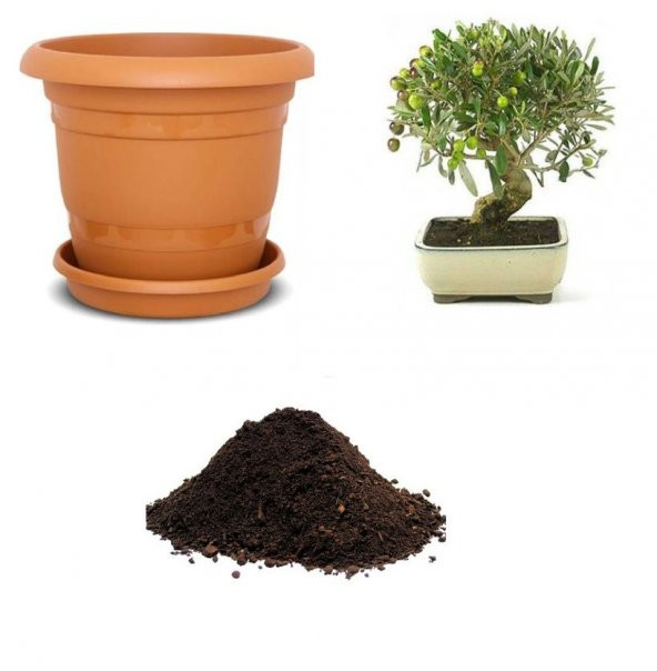 İthal Zeytin Bonzai Ağacı Tohumu Ekim Seti