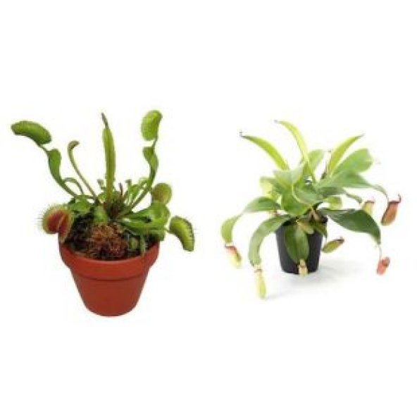 Venüs Fly Trap ve Nepentes Tohumu Ekim Seti - Resim 2