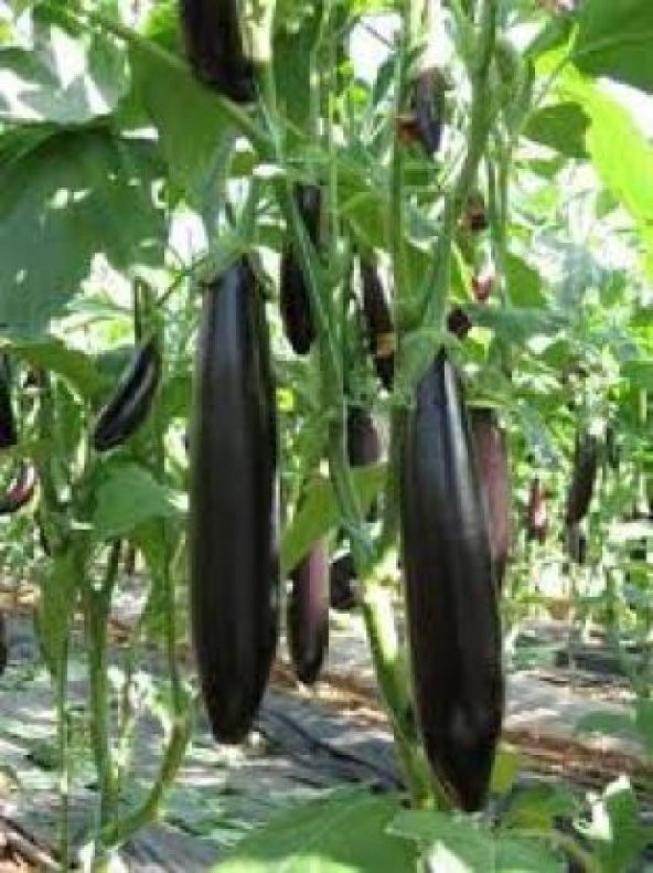 Nadir Diyarbakır Kemer Patlıcan Tohumu Ekim Seti - 3