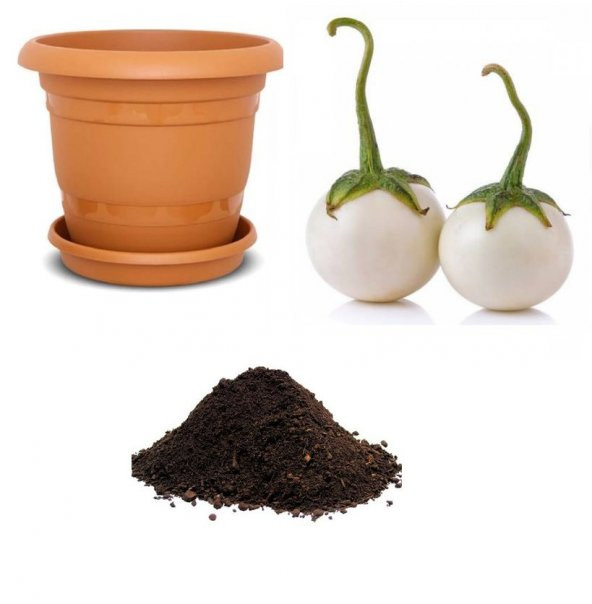 Nadir İthal Beyaz Patlıcan Tohumu Ekim Seti 5