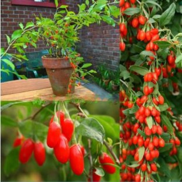 İthal Goji Berry Tohumu Ekim Seti - 4